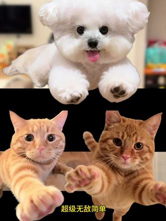 小狗飞飞来咯 来咯,来了来了,最近超火的萌宠发射特技教程来了,狗狗扔出屏幕特效 狗狗冲出屏幕 萌娃发射特技 宠物发射特技 小孩扔出屏幕特效教程来了 小孩扔出屏幕特效 Ai接孩转场模版 生孩子就是拿来玩儿的沉浸式带娃 把娃当“玩具”的快乐谁懂啊
乡村小院里的带娃乐趣,这娃被玩得明明白白生娃不玩岂不可惜?看我把人类幼崽玩出花
ai接娃特效教程 孩子起飞特效 孩子飞起来了 生孩子就是拿来玩儿的 ai接娃特效 扔孩子起飞 ai接孩转场 ai接孩转场特效教程 孩子的搞笑瞬间 扔孩子特效教程 把小孩扔出去特效
萌娃发射特技 扔孩子冲出屏幕 扔孩子 别把孩子真扔了 人类幼崽 带娃日常 亲子互动 剪映 萌娃瞬间 狗狗飞起特效 狗狗冲出屏幕 #剪映 #萌宠发射特技 #冲出屏幕亲亲转场 冲出屏幕特技
#萌娃发射特技 #狗狗冲出屏幕 比熊拉布拉多 柯基