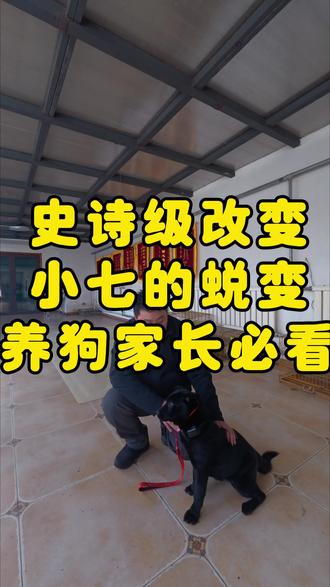 胆小敏感的狗狗…… #太原训犬 #五黑犬 #胆小敏感 #老罗训犬 #太原老罗训犬