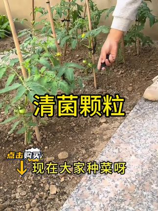 清菌颗粒#清菌颗粒 #家庭种植 #在家种菜 #种菜 #我的菜园子