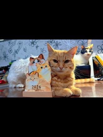 一旦养了猫,就绝不可能只养一只猫
本意是想给松花蛋(三花)做个伴,于是领养了大福(橘猫),
后来一个孩子冒着被处罚法的风险把花生(白色小彩狸)带到了课堂上送给我,再到后来在万达逛街结束时,在路边看到了待卖的花生(异瞳德文),他看到我的一瞬间就扑倒了我身上爬到了肩膀上,我心底里咯噔一下——完了,就要他了
就这样,猫越养越多,费用也越来越大,每次经过猫砂盆,都有一坨坨的粑粑要铲。每次半夜睡得正香的时候,都有猫在身上跑酷,每次一坐到桌子旁,躺在床上,蹲在马桶上,早晨睁开眼,回家打开门,总有四小只围着你,就这么默默盯着你,不声不响地观察你,每到这个时候,心都化成了甜甜的冰激凌。此生有你们相伴,真是甜且无憾#宠物友好 #毛孩子 #家有宠猫 #宠物成长记录 #我和猫