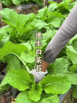 天气炎热不知道种什么菜的快来种上这个#白菜苔 好吃美味好种植 #在家种菜