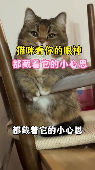 猫你看你的眼神都藏着它的小心思!
#猫#猫咪#新手养猫#养猫人#养猫经验分享