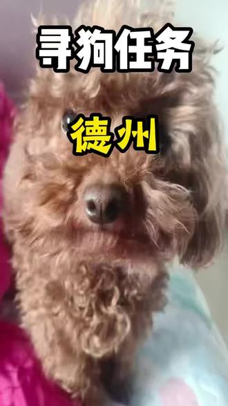 丢失一天的德州泰迪,终于找回来啦🐶 在德州丢了一天的小泰迪,今天终于成功找回来啦~
#狗丢了 #狗丢了怎么办#寻宠团队