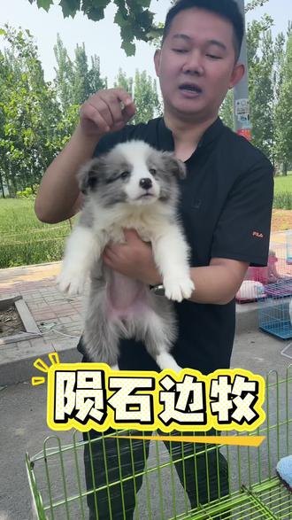 最聪明的狗狗#陨石边牧