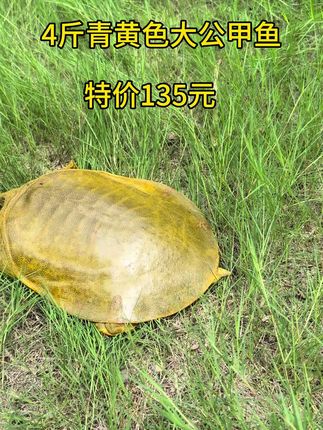 #甲鱼 今天特价款到了