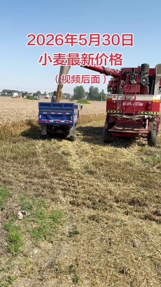 2029年5月30日小麦最新价格 一、驻马店地区小麦价格走势分析
1. 本地5月降雨多,早熟麦芽麦、萌动麦偏多,普通新麦比豫北低2–3分
2. 湿麦(25%水):0.7–0.9元/斤,不建议湿卖,烘干后更划算
3. 本地粮站、五得利、贸易商:收粮谨慎,压价明显,只收干、净、无芽好麦。
4. 结论:驻马店麦价整体弱于豫北,底部1.19托底,6月中旬是阶段性低点。
四、农户卖粮实操建议
1. 优质干麦(无芽、13水内):现在可分批卖,1.22–1.24落袋为安,别赌大涨。
2. 轻微芽麦/水分偏高:先烘干,等6月中旬集中卖压过后再出手,避免低价甩卖。
3. 别囤到7月后:7月后虽稳涨,但涨幅有限,不如落@袋为安。
4. 底线参考:只要干麦≥1.19元/斤,就不会亏#农业热门话题 #小麦收割现场 #服务三农支持三农 #抖音助农