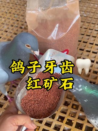 鸽子牙齿红矿石 #赛鸽#保健砂#职业赛鸽#信鸽赛鸽#鸽子