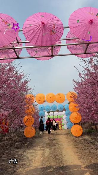 告诉你一个成都人都在藏的春游好去处:彭州漫山樱花谷!2026樱花节盛大开幕,百万樱花同步盛开,场面壮观又治愈。不管是拍抖音、发朋友圈,还是全家出游散心,这里都超级合适。网红打卡点、唯美樱花林、沉浸式春日体验,门票低至9.9元单人、18.8元双人,真的便宜又好玩。这个春天,不来这里真的会遗憾!#漫山樱花谷#樱花#成都周边游#满山樱花成都春节遛娃 #成都春节不打烊