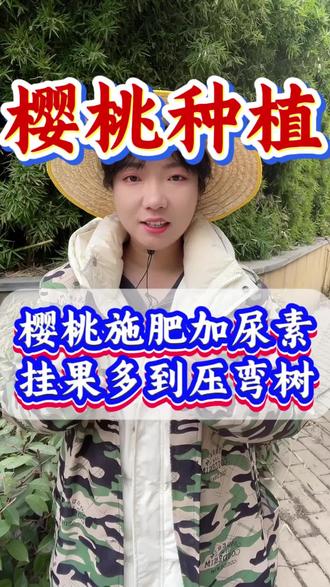 樱桃施肥加尿素,挂果多到压弯树#大樱桃#樱桃#樱桃种植#大樱桃种植管理#车厘子