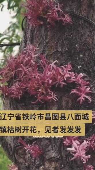 柳树开花,花开富贵,平安喜乐