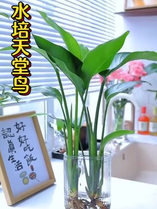 教孩子学会“吵架”,不惹事也不能怕事,在善良中带有一些锋芒,避免社交伤害#亲子教育#正确的引导孩子陪伴孩子 #家长必读