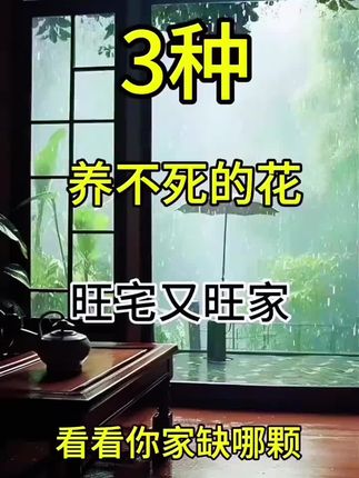#铂金钻 又叫蔓绿绒,一年四季常绿非常好养,适合新手懒人养的一款植物#花卉绿植 #室内绿植 #净化空气 #养花小知识