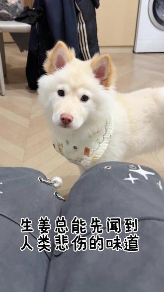 小斗生姜说明书(高敏版
#萌宠版怎样都漂亮 #土松犬中国人自己的萨摩耶 #土松生姜 #土松 #萌宠出道计划