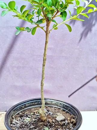 园艺盆栽植物造型辅助工具#盆景造型 #盆景固定铝丝 #盆景制作