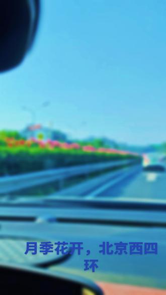 月季花开,北京四环路#月季花海惊艳了初夏 #月季花