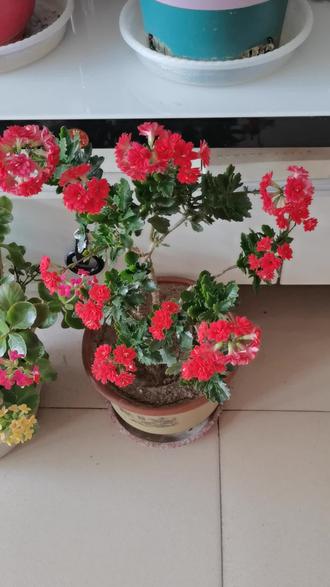 我养的长寿花,祝大家花开富贵好运来!