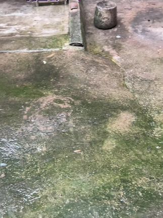 #青苔清除剂 #青苔去除剂 #地板清洗剂 #地板清洁剂 #青苔处理  青苔去除剂水泥地面专用青苔克星墙面苔藓藻类青苔杀除清除剂