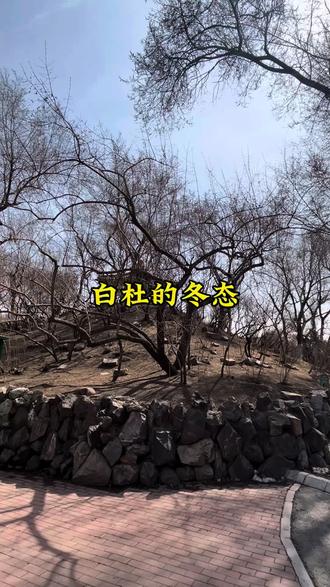 白杜的冬态 白杜,也叫华北卫矛、桃叶卫矛、丝棉木,第一次见它就被它粉红的小果子吸引住了,简直太美了,尤其是蒴果开裂后露出里面橘红色的假种皮,泛着水嫩的亮光,让人赏心悦目!#白杜#白杜的冬态#华北卫矛#桃叶卫矛#丝棉木