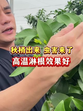 #聚诚农资小讲堂 #病虫害防治#柑橘病虫害 #杀虫剂 ,秋梢出来 虫害来了 高温淋肥效果好