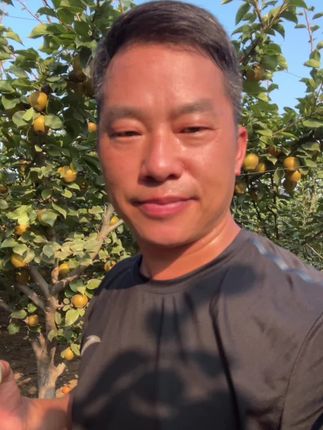 湖北黄花梨,几十年的老品种,甜中带有微酸,常温保存会后熟,口感会越来越甜,并且梨香味非常浓,是80后心里最美好的回忆。#记录真实生活 #现场实拍 #农村生活#优质农产品 #农村