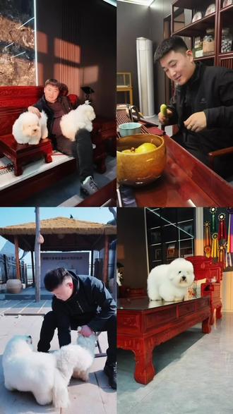你想拥有一只终极伴侣犬吗?#棉花面纱犬#辉腾犬舍#养狗日常