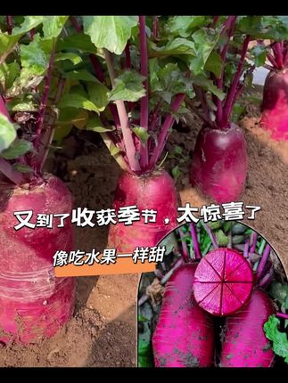 #种子