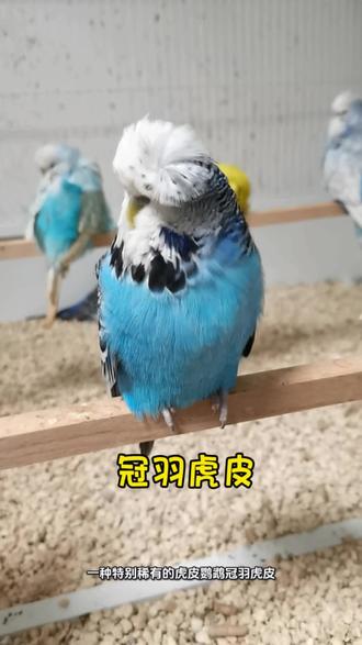 冠羽虎皮鹦鹉##冠羽虎皮鹦鹉 #虎皮鹦鹉 #大头虎皮鹦鹉