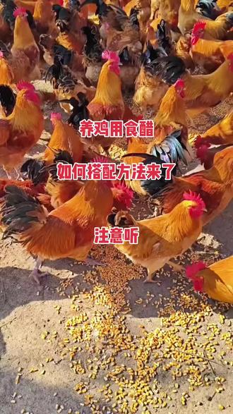 #散养土鸡#养鸡人#养鸡用食醋#作用竟然这么大#实战干货@抖音小助手