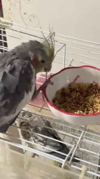 又馋又怕怎么办#鹦鹉日常
