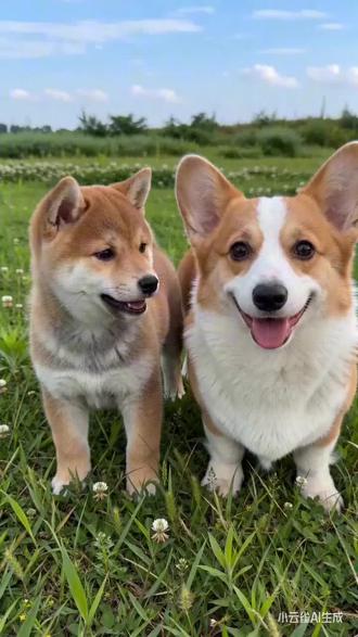 #由小云雀seedance2.0制作 #小云雀AI #小云雀爆款马上成片 #小云雀seedance#用小云雀Agent短剧一键直出