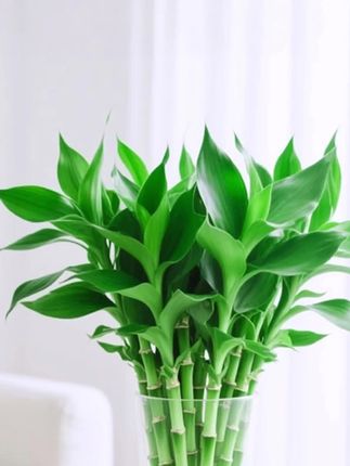 #绿植盆栽 #家庭养花 #室内绿植 #净化空气