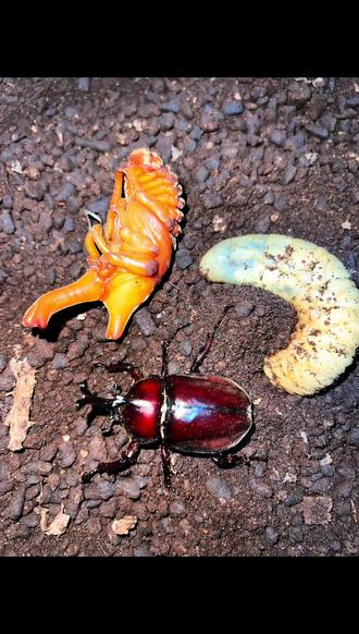你的独角仙出来了吗? #甲虫 #昆虫 #独角仙 #昆虫世界 #兜虫饲养