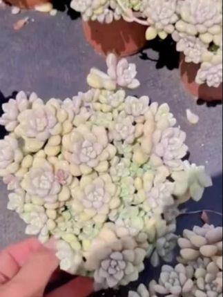 每一片多肉,都是治愈的力量。#多肉植物 #多肉#用多肉治愈生活 #多肉养护 @DOU+小助手
