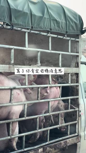 #猪仔 算了 你肯定觉得没意思