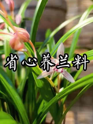 国兰轩兰花植料花卉营养土源头工厂 #兰花植料 不是随意搭配的,必需要经过多年摸索和测试才能被兰花所接受吸收