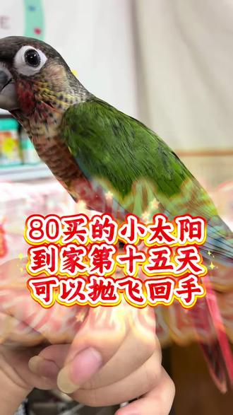 #萌宠#小太阳鹦鹉#鹦鹉#手养鹦鹉#新手养鹦鹉