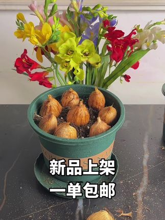 #香雪兰 回家浇水就能看花,新手也不要错过,带盆栽好,简单好养