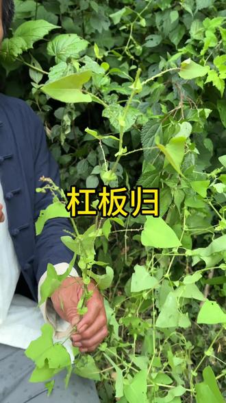 这个植物不得了啊#植物#一日一植物