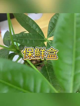 #保温盒 #盒子 #分装盒