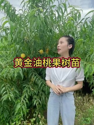 桃树苗中油黄肉油桃树苗嫁接早熟黄金油桃树果苗南北方盆栽地栽#种植小技巧 #三农#强烈推荐 #抖音助农扶农 #果树种植