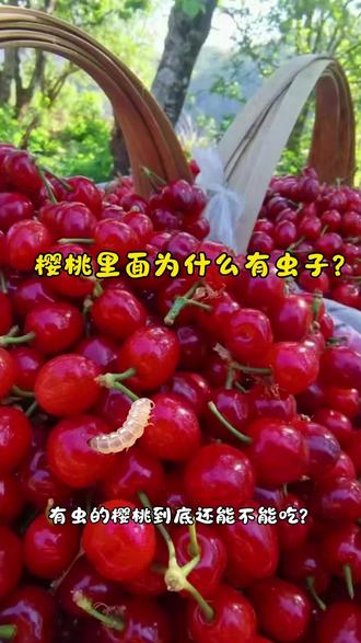 樱桃有虫还能不能吃❓️🤣 #樱桃 #涨知识 #十万个为什么 #科普 #百科知识