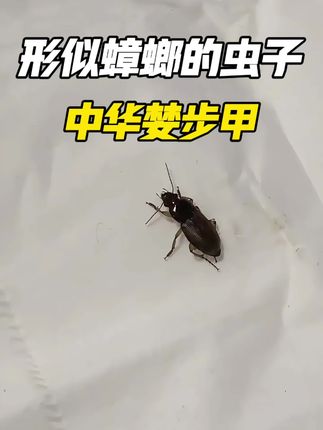 近期很多人说家里出现了,这种形似蟑螂的甲虫,这是中华婪步甲,成虫多在6-9月活动,8月份是它们的爆发期,婪步甲具有趋光性,夜间室内灯光会吸引它们,从门窗缝隙等地方飞入家中,虽然婪步甲无毒,但是婪步甲会叮咬人,被叮咬会出现疼痛、红肿或瘙痒症状,家中出现婪步甲要及时处理,夜间关紧门窗、堵塞住缝隙,必要时拉上窗帘避免灯光吸引,再使用这款婪步甲杀虫剂,喷洒在婪步甲出没的地方,虫子接触到就被杀死,这款药剂无色无味,孕婴宠家庭都可放心使用。#中华婪步甲 #婪步甲 #中华婪步甲虫 #家里出现中华婪步甲#杀虫剂