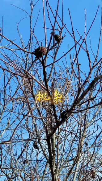 正月初二,摘桃枭,《本草纲目》记载它“辟百邪”,老辈人说“一桃压百魅,一枭镇千邪”,这颗经冬不落的小小桃枭,吸足了阳气,摘回家,护佑新的一年平平安安。#桃枭##大自然的馈赠#非遗文化#传统文化#传统手工艺@抖音小助手