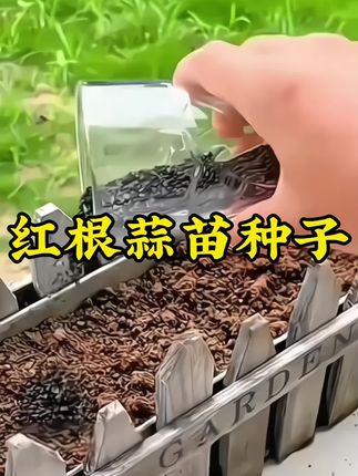 家人们,别再用蒜瓣种蒜苗啦!费力不说,出芽率还低。快来试试这款红头香蒜种子,不用育苗直接种,出芽率超高。种出来的蒜苗不起筋、不出苔,口感鲜嫩,用来炒肉鲜香无比。而且它四季都能种,阳台花盆、小院空地都能种。小白也能变种菜大神。把种子带回家,让你一年四季都能吃上新鲜蒜苗!#蒜苗种子 #红头香蒜种子 #大蒜种植 #种蒜苗 #蔬菜种子