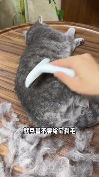 看着普普通通,实际上超级好用,再也不用想着给猫咪剃毛了#猫咪打薄梳 #宠物梳子 #打薄梳