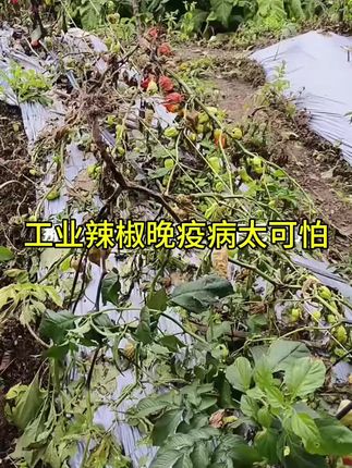 #三农 #农业种植 #抖音助农 #工业辣椒