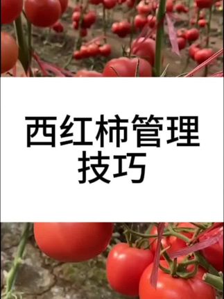 西红柿种植技巧#西红柿种植#三农