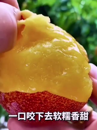 高糖离核多汁纯甜的大红袍李子
