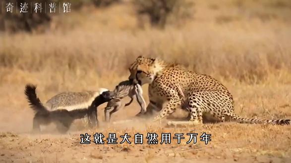 平头白发银披风,一生都在征战中#平头哥#蜜獾#动物世界#动物解说#真实生活分享计划