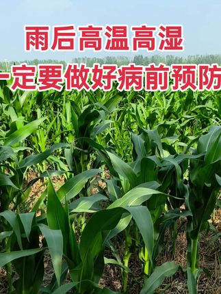 雨后高温高湿做好锈病预防#三农 #三农种植 #农业种植 #农业种植技术